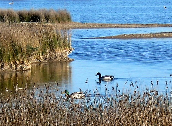 Lagunas de Villafafila
